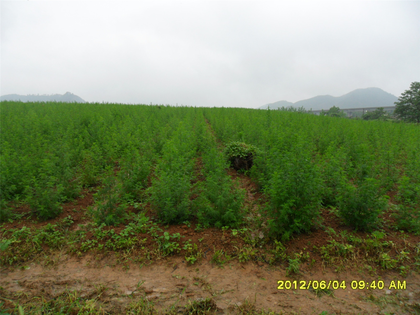 青蒿草種植基地---重慶
